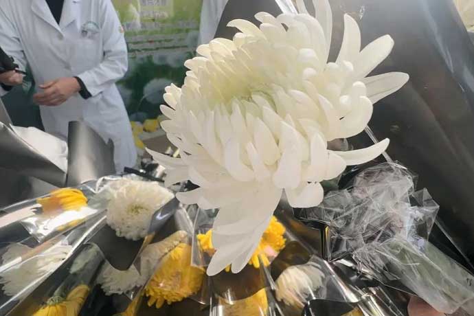 8岁女孩意外离世，父母忍痛捐献其器官为三名患者带去新生